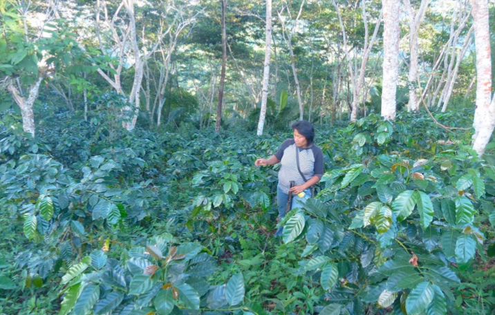 Kivinaki Omni/Decaf
