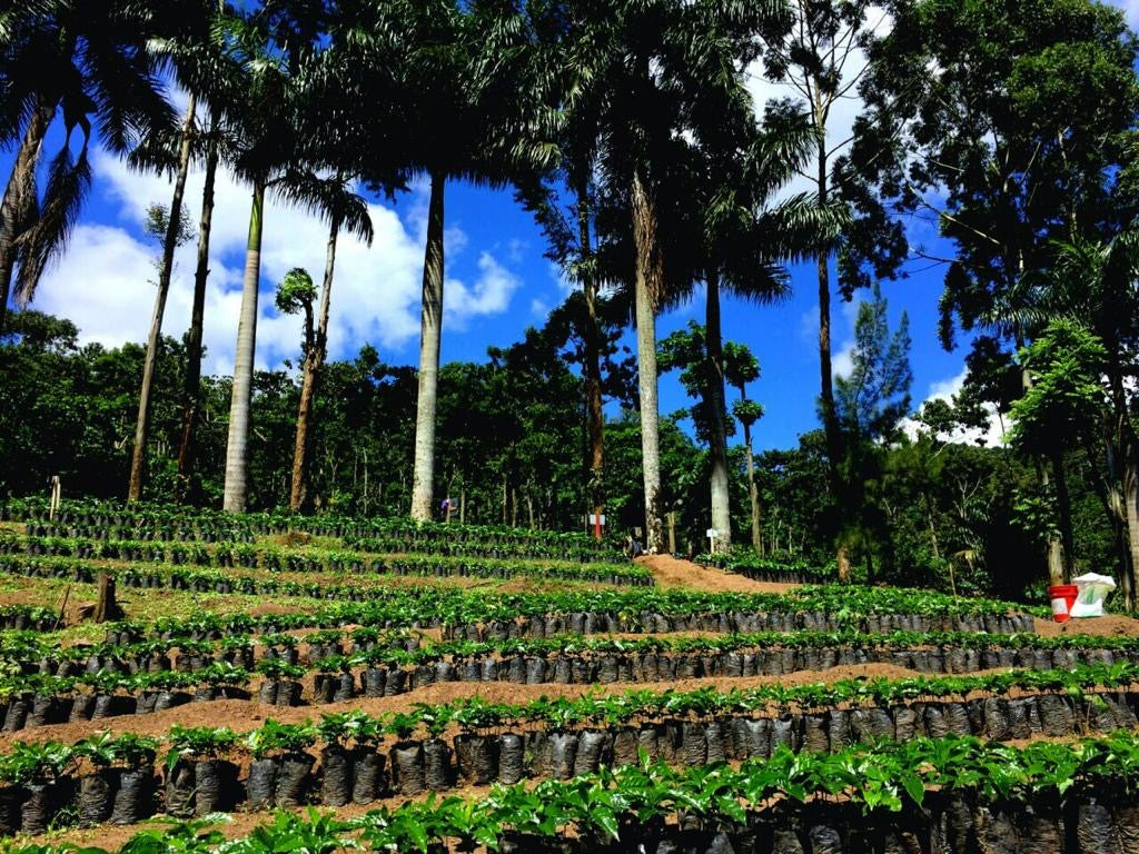 Weihnachtskaffee Filter