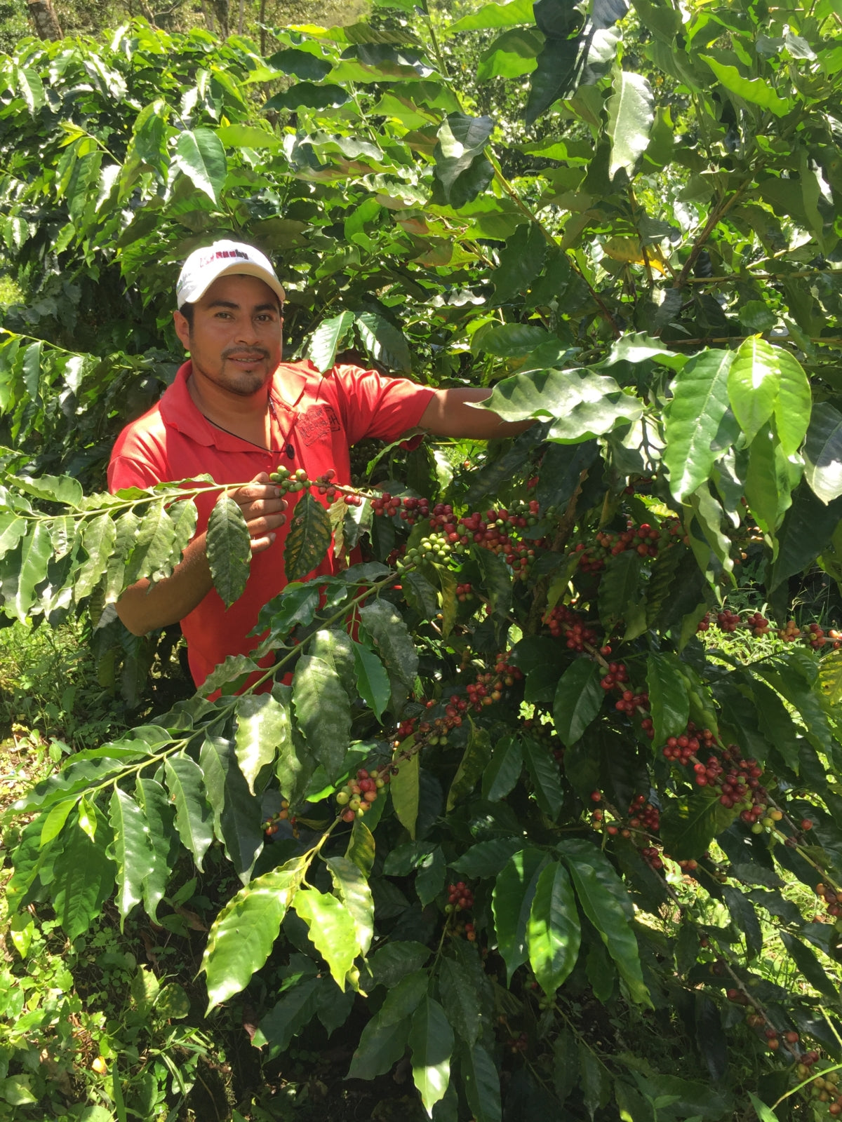 Weihnachtskaffee Filter